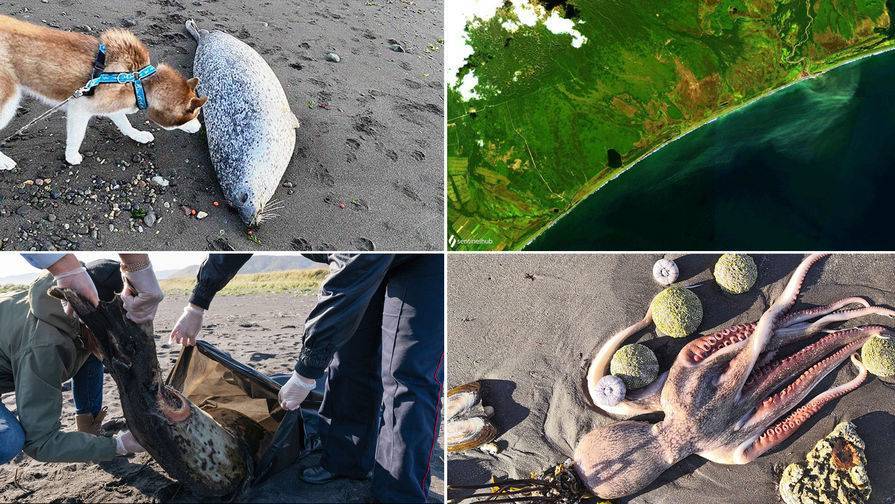 Морские млекопитающие не пострадали от токсичных водорослей на Камчатке