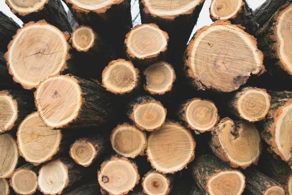 Из Владимирской области с нарушениями вывезли более 42 тысяч кубометров леса
