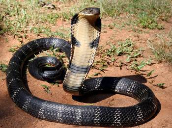 Самаркандец, которого 31 раз укусила змея, хочет попасть в Книгу рекордов Гиннеса