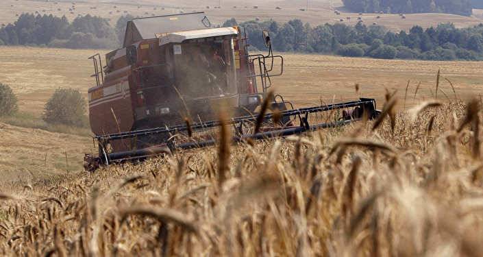 Минсельхоз Грузии назвал условие отказа от российской пшеницы