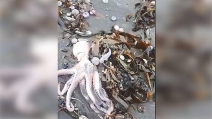 Жители Камчатки сняли на видео местный пляж, усыпанный мертвыми животными