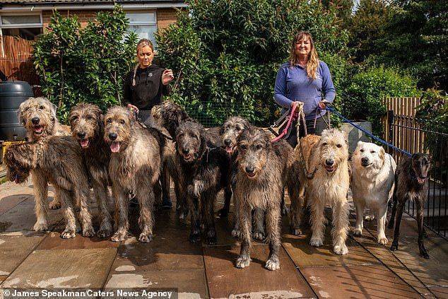 Клэр Мэтер: 13 собак легко, а финансы это не главное
