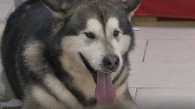 Трое мошенников задобрили пенсионерку собакой ради аферы с квартирой на проспекте Славы