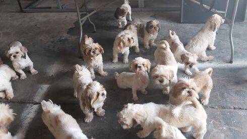 Галилея: в питомнике обнаружены 100 собак, зараженных опасной для человека инфекцией