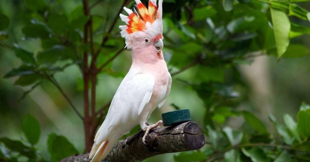 Рига: из торгового центра пытались украсть дорогого попугая какаду
