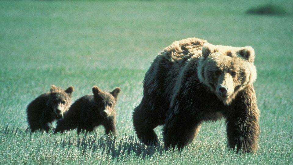 Под Екатеринбургом собаки загрызли медвежонка, людей просят не ходить в лес из-за мамы-медведицы