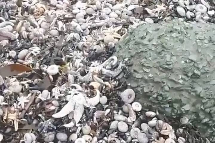 Гидромет Камчатки объяснил появление мертвых моллюсков на пляжах