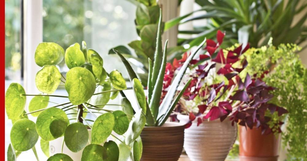 Названы пять лучших для кухни растений, очищающих воздух от токсинов