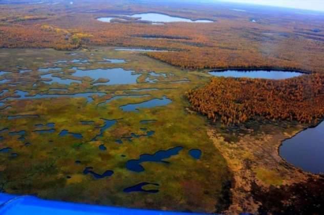 Как самые крупные в мире Васюганские болота улучшили жизнь сибиряков (4 фото + видео)