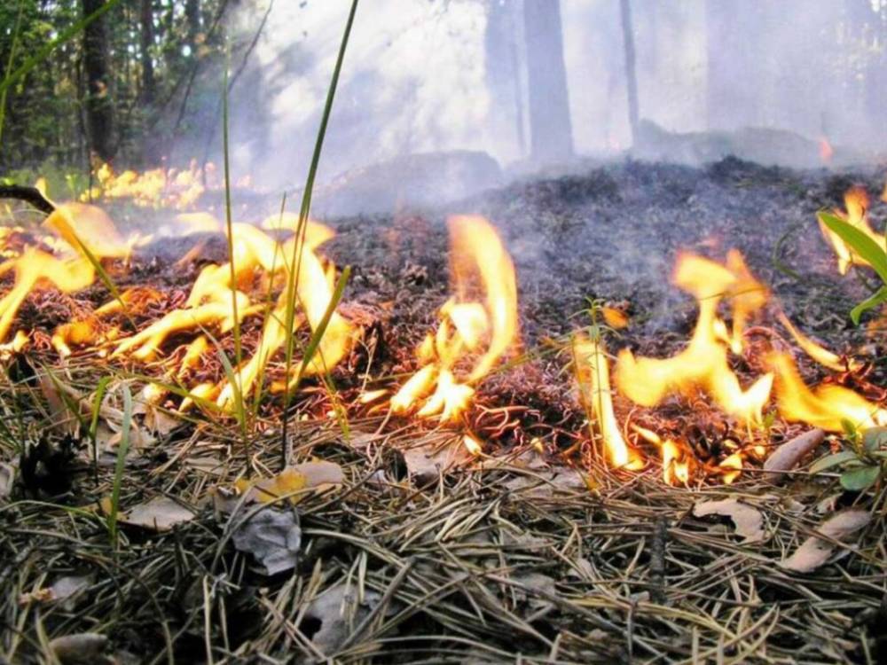 Спасатели предупредили о чрезвычайной пожарной опасности в Украине