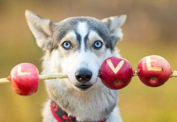 Ученые выяснили, как собаки реагируют на фразу «я тебя люблю»