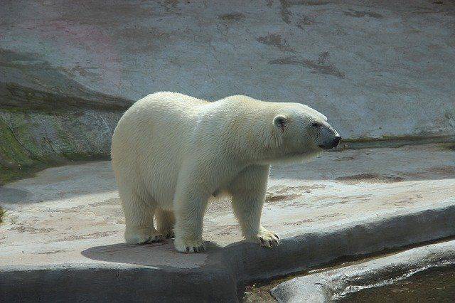 В Якутии ищут браконьера, убившего белого медведя