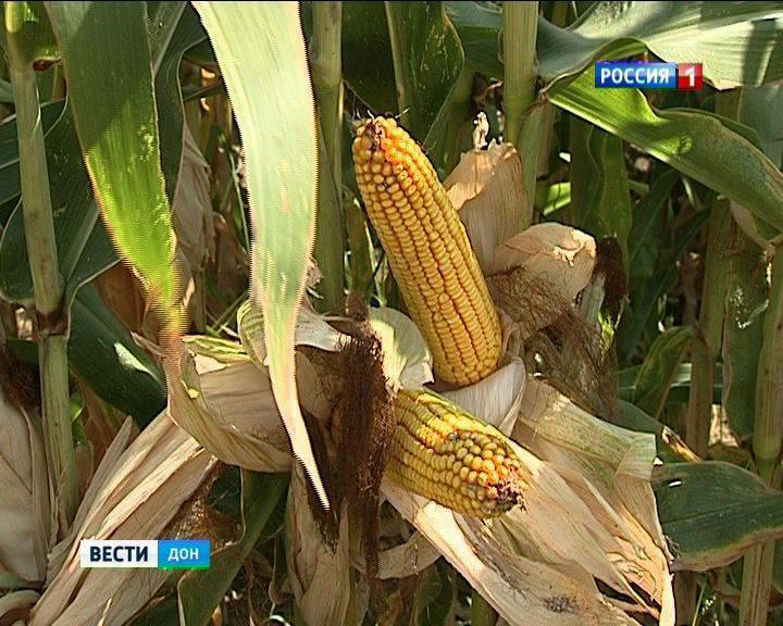 Урожай не радует, но цены выросли: в Ростовской области продолжается уборка кукурузы