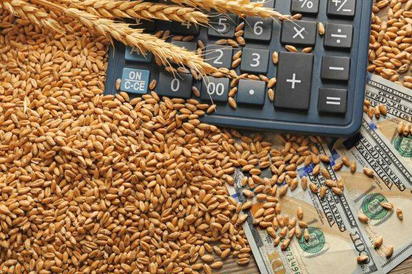 Экспорт российской пшеницы превышает прошлогодние показатели