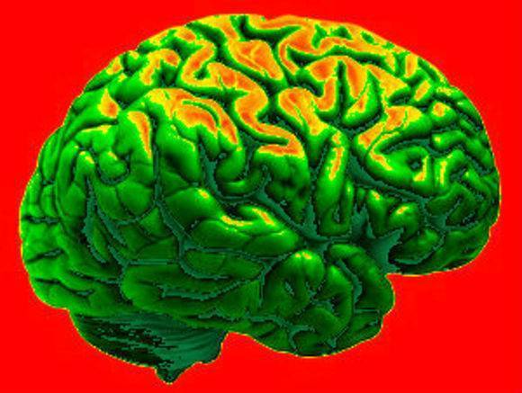 Ученые обнаружили неожиданный способ омоложения мозга