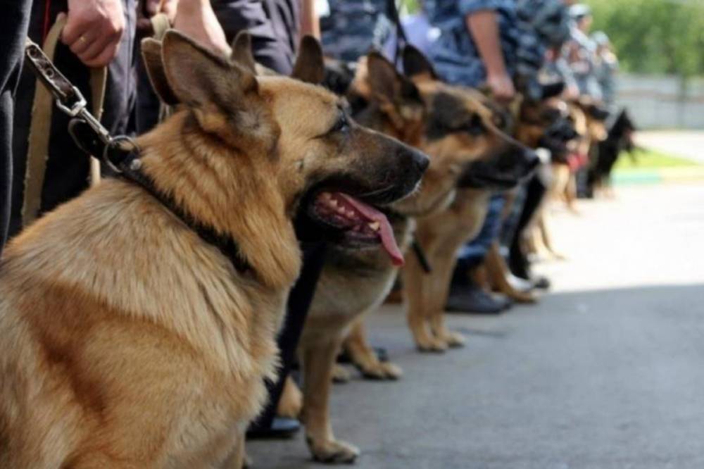 В Украине собак-нюхачей обучат находить людей с коронавирусом