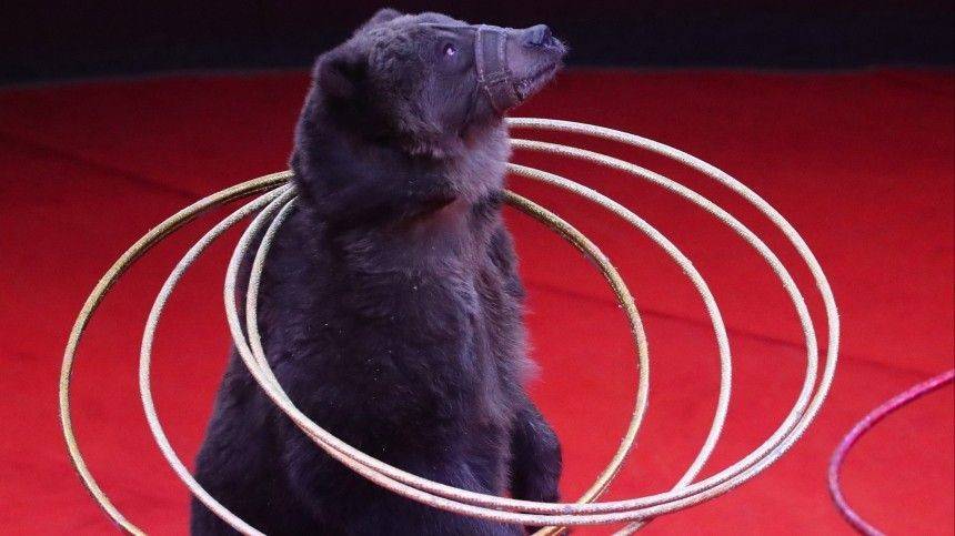 В Большом Московском цирке рассказали детали нападения медведя на сотрудника