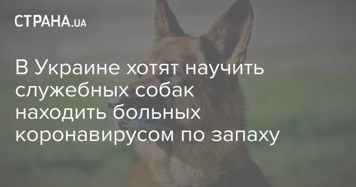 В Украине хотят научить служебных собак находить больных коронавирусом по запаху