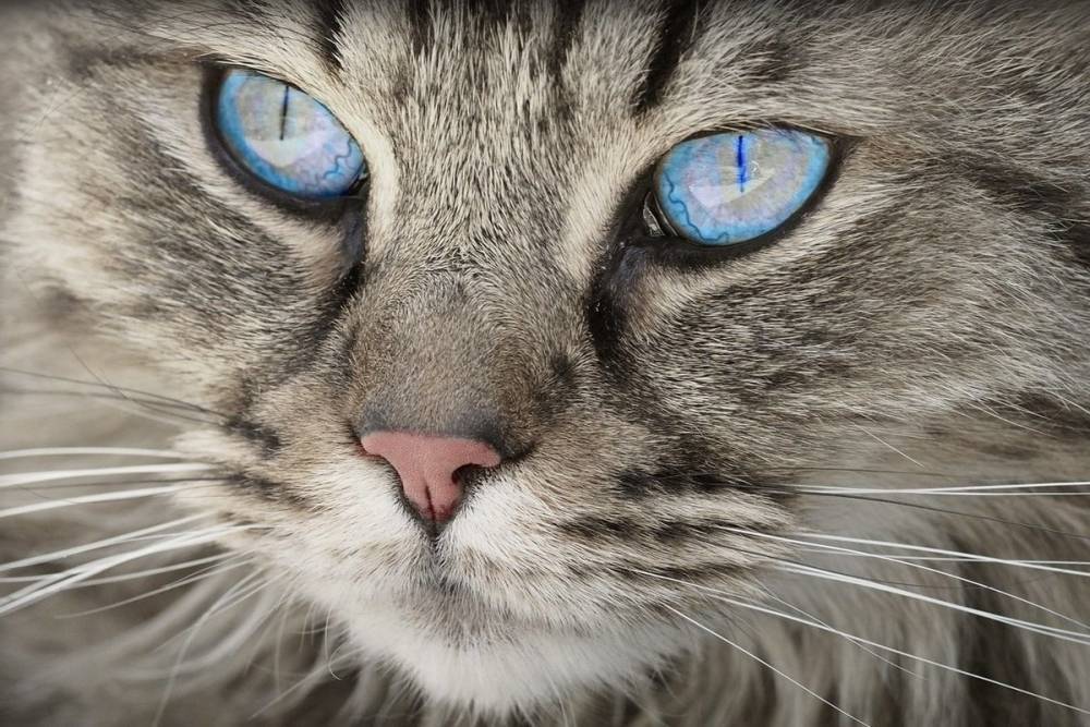Ученые: кошки могут имитировать человеческие движения