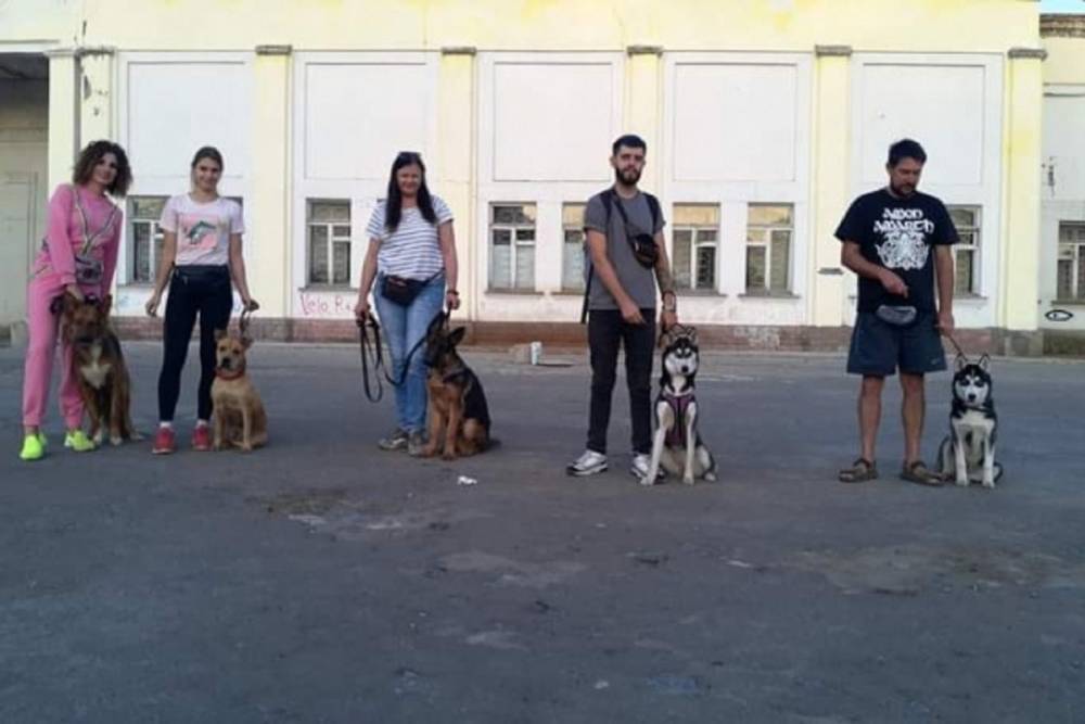 Вниманию костромских собаководов: владельцев собак крупных пород могут обязать пройти курсы кинологов