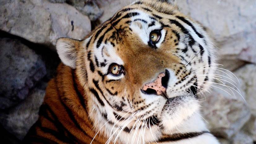 В Хабаровском крае погиб занесённый в Красную книгу амурский тигр