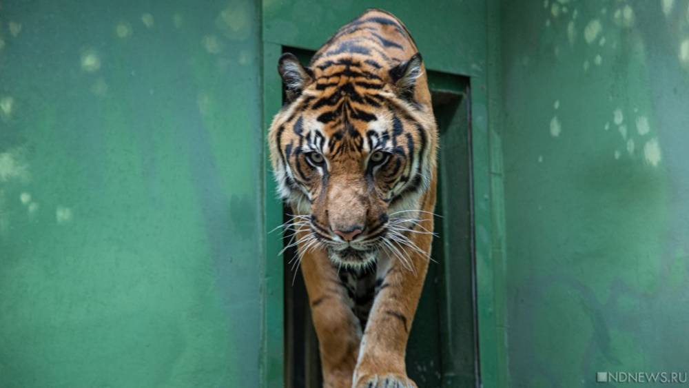 На Дальнем Востоке нашли тушу амурского тигра