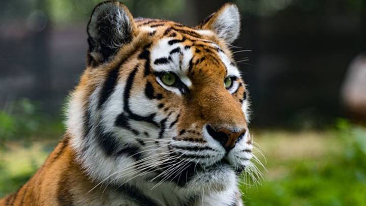 На Дальнем Востоке найден второй за месяц труп амурского тигра