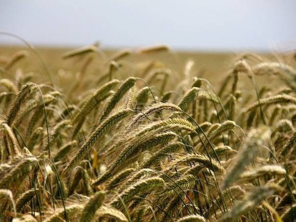 Российская пшеница вновь начала дорожать