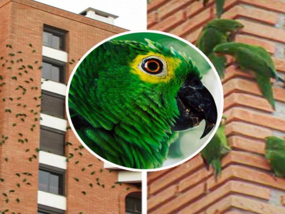 Ученые не могут объяснить странное поведение попугаев в бразильском Сан-Паулу