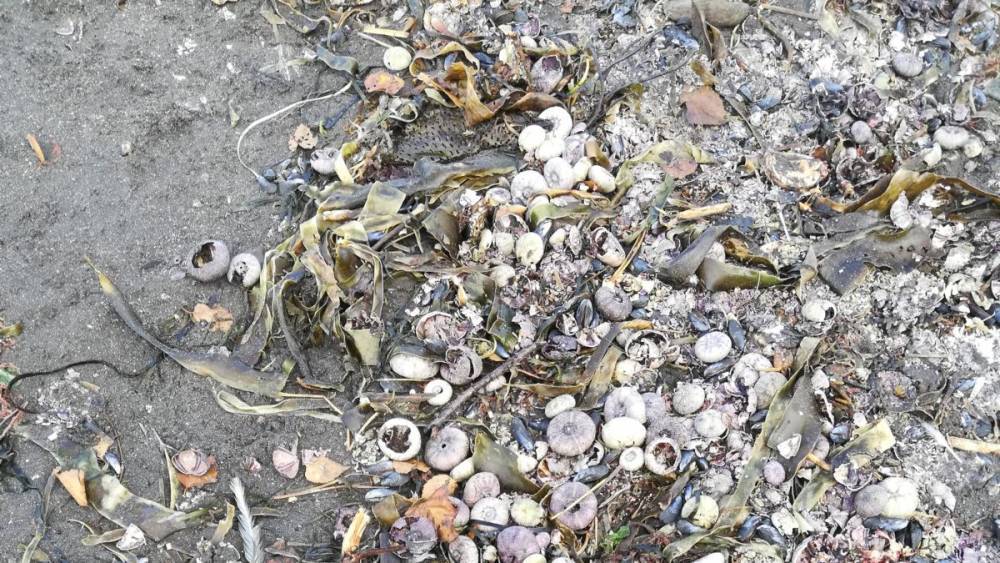 В Авачинской бухте на Камчатке погибли более 95% морских организмов