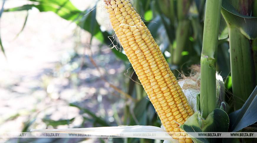 Аграрии Гомельской области убрали около 70% площадей кукурузы на силос