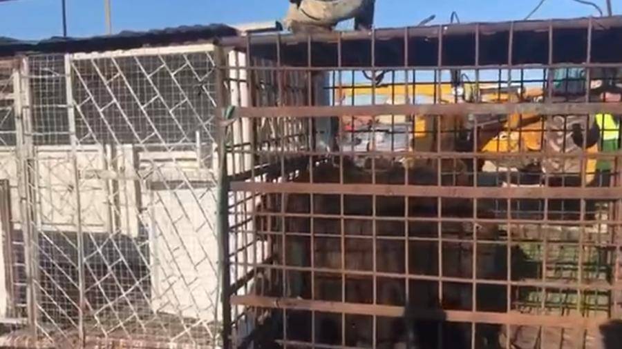 Спасший медведя Тишку фермер в Башкирии рассказал о прошлом животного