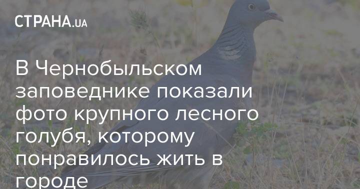 В Чернобыльском заповеднике показали фото крупного лесного голубя, которому понравилось жить в городе