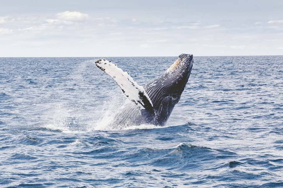 Ученые выяснили, почему киты меняют громкость своего пения - Cursorinfo: главные новости Израиля