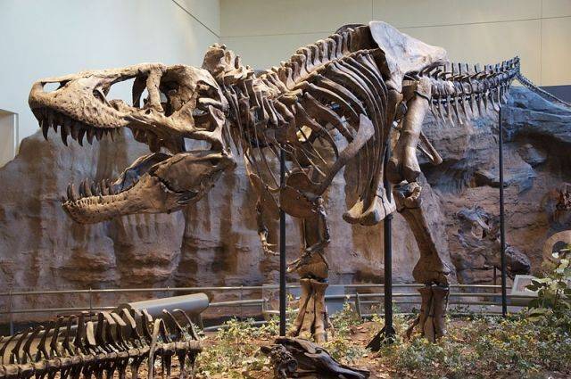 Скелет динозавра продали на аукционе Christie's за рекордные $31,8 млн