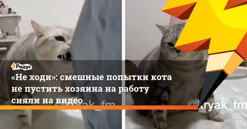 «Не ходи»: смешные попытки кота не пустить хозяина на работу сняли на видео