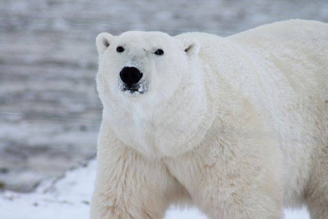 В Якутии белый медведь ранил мужчину
