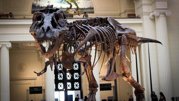 Скелет тираннозавра продали на аукционе за рекордные $31,8 млн