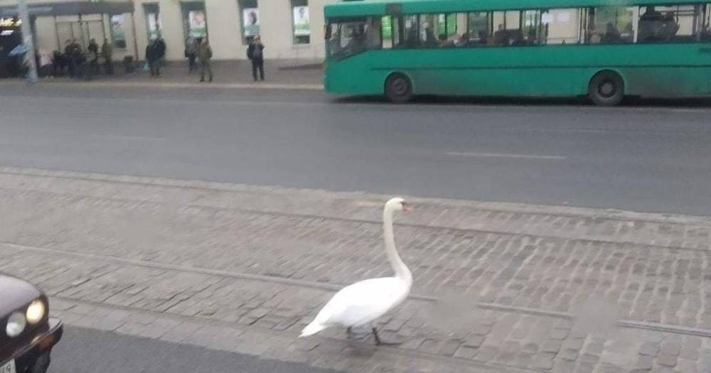 На Ленинском проспекте на дорогу выбежал лебедь (фото)