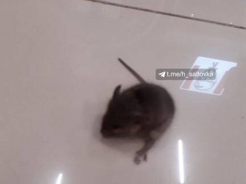В харьковском ТРЦ посетители фуд-корта заметили огромную крысу