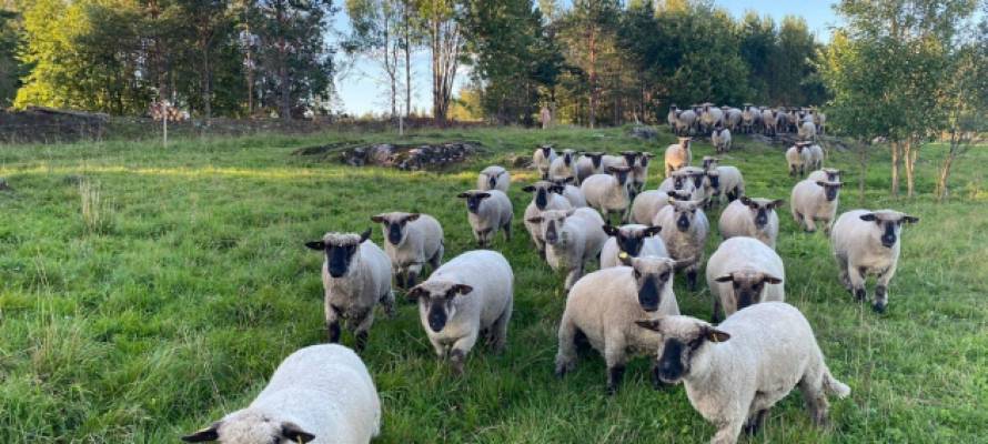 Стали известны планы единственной в России фермы по разведению овец оксфорд-даун в Карелии