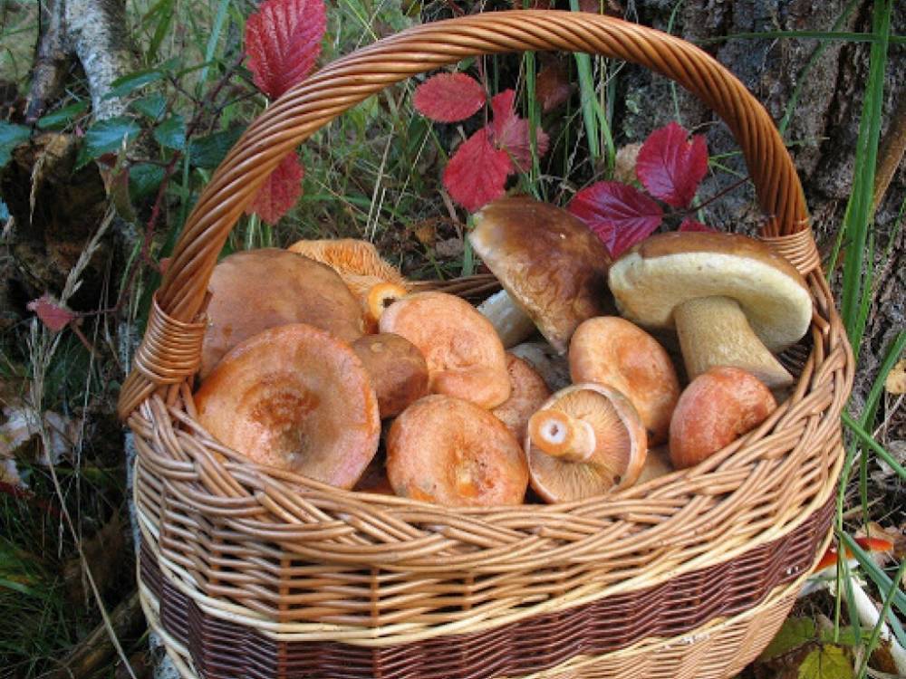 «Новый сезон»: эксперты рассказали, как собрать полные корзины грибов