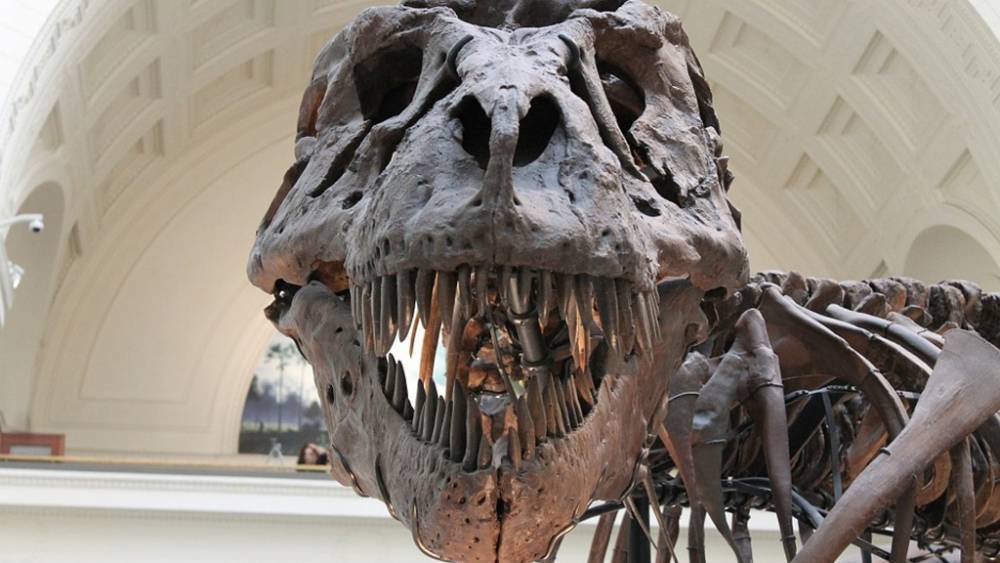 В США продали скелет тираннозавра за 32 млн долларов