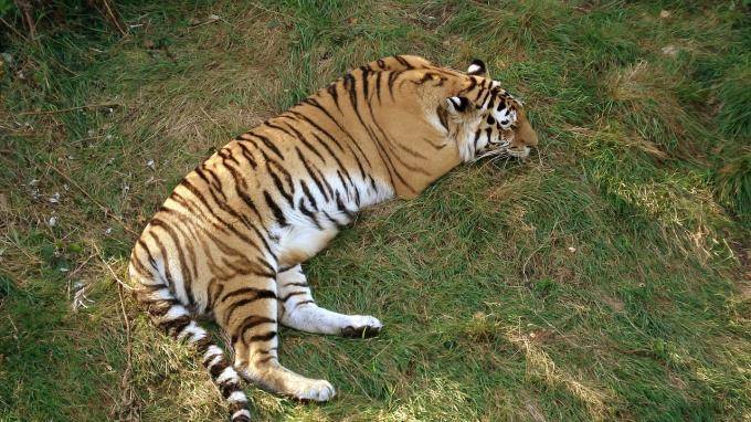 В Приморье пограничники нашли у мужчины замороженную тушу амурского тигра