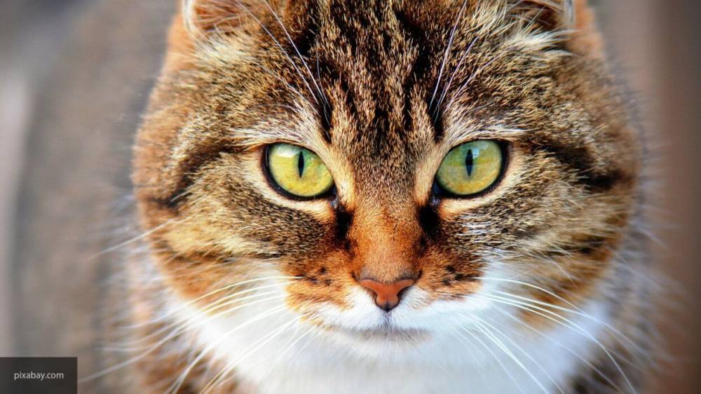Британские ученые научились общаться с кошками с помощью глаз