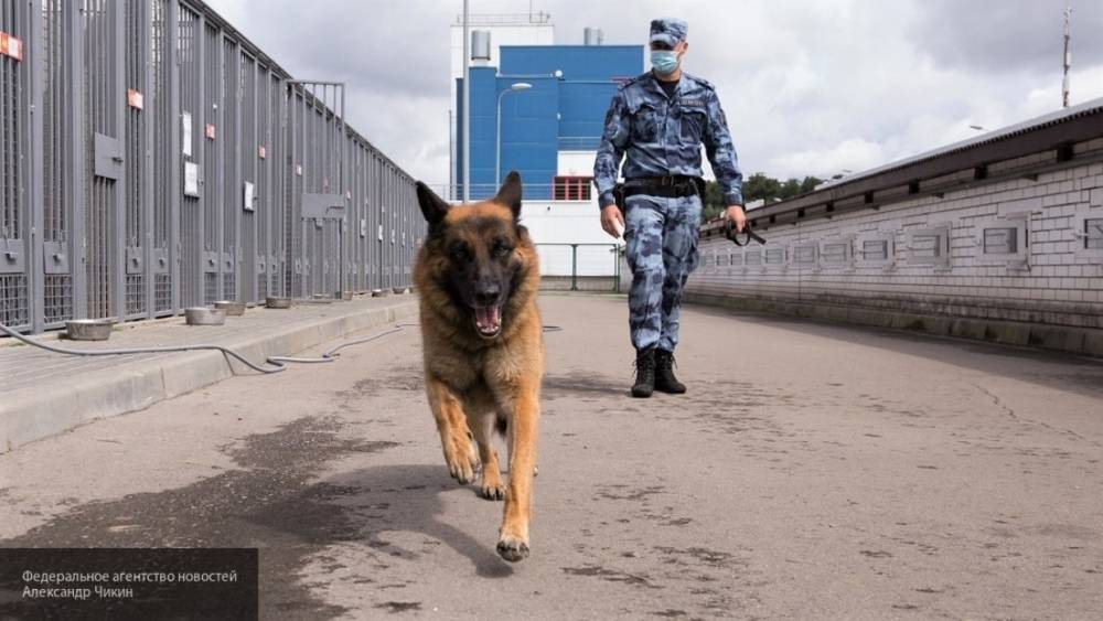 Собаки новосибирской таможни обнаружили 3,5 млн недекларированных рублей