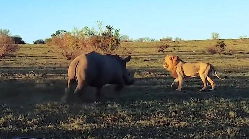 Настырный носорог прервал любовные утехи львов и рассмешил туристов - видео