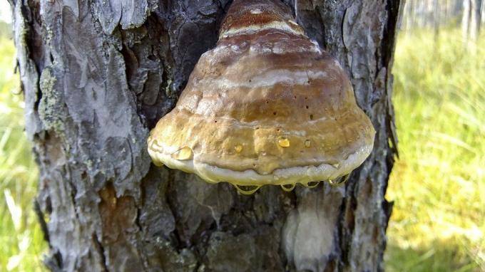 У древесного гриба обнаружили новые целебные свойства