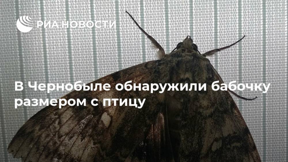 В Чернобыле обнаружили бабочку размером с птицу