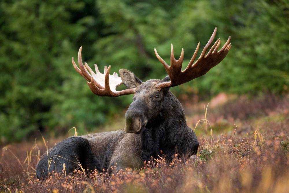В Удмуртии разрешения на охоту на лося начнут выдавать 22 октября